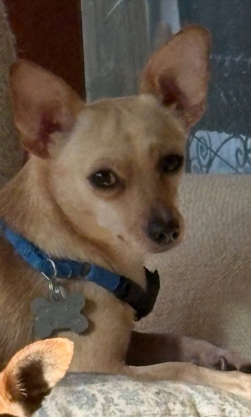 Photo of Parton Chi, adoptable Chihuahua in Holly Springs, North Carolina