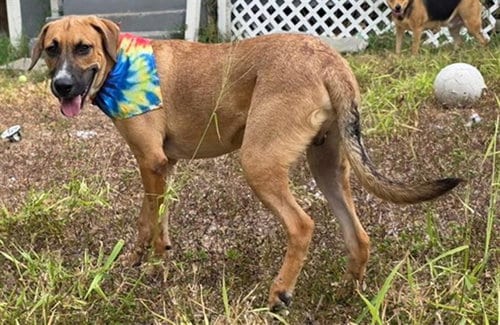 Photo of Andrew, adoptable Black Mouth Cur in Corpus Christi, Texas