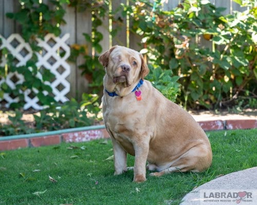 Photo of Clifford, adoptable Labrador Retriever in Clovis, California