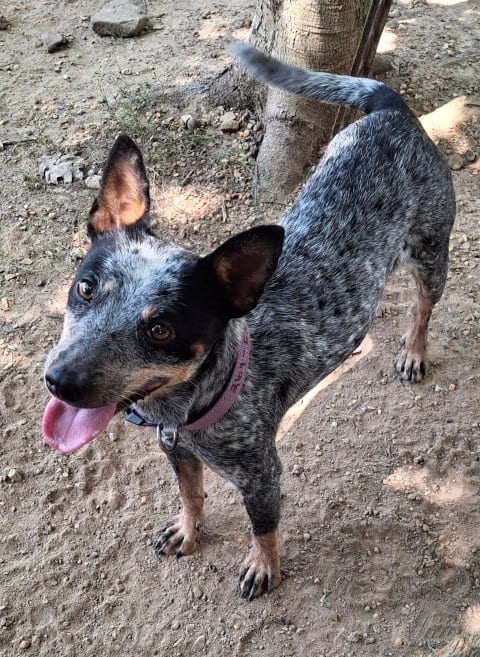 Photo of Stella, adoptable Australian Cattle Dog/Blue Heeler in Mountain View, Arkansas