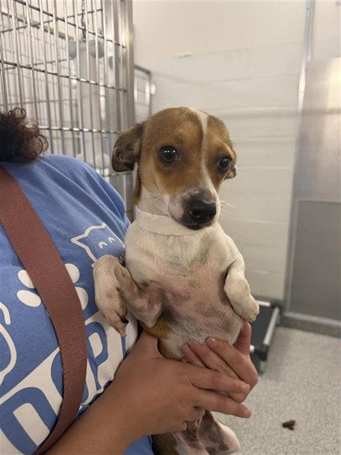 Photo of Bailey, adoptable Chihuahua in Houston, Texas