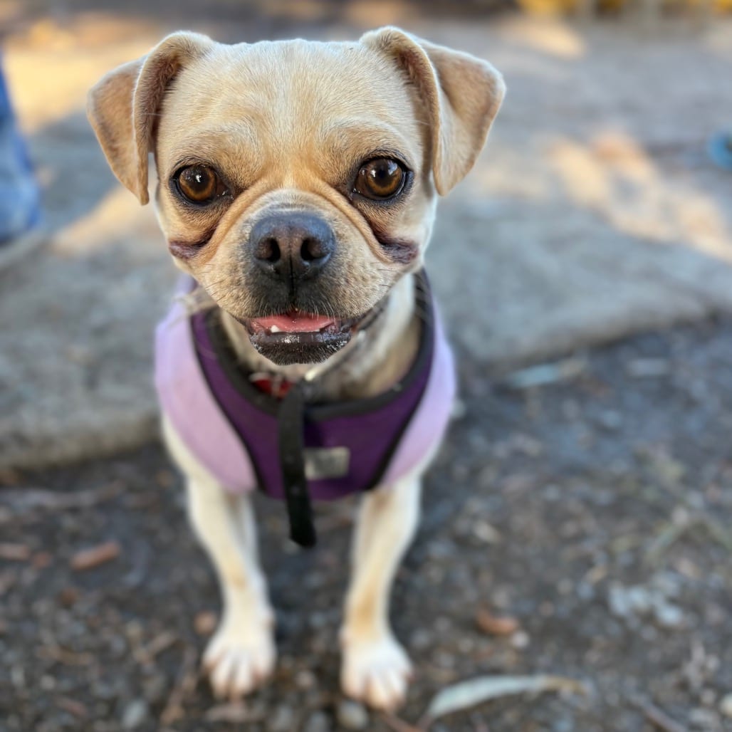 Photo of Edgar, adoptable Chihuahua / Pug in San Francisco, California