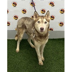 Photo of Apollo, adoptable Husky in Land O'Lakes, Florida