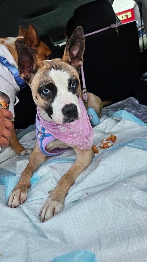 Photo of Eli, adoptable Boxer in Los Angeles, California