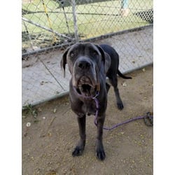 Photo of Olive, adoptable Great Dane Cane Corso in Chatsworth, California