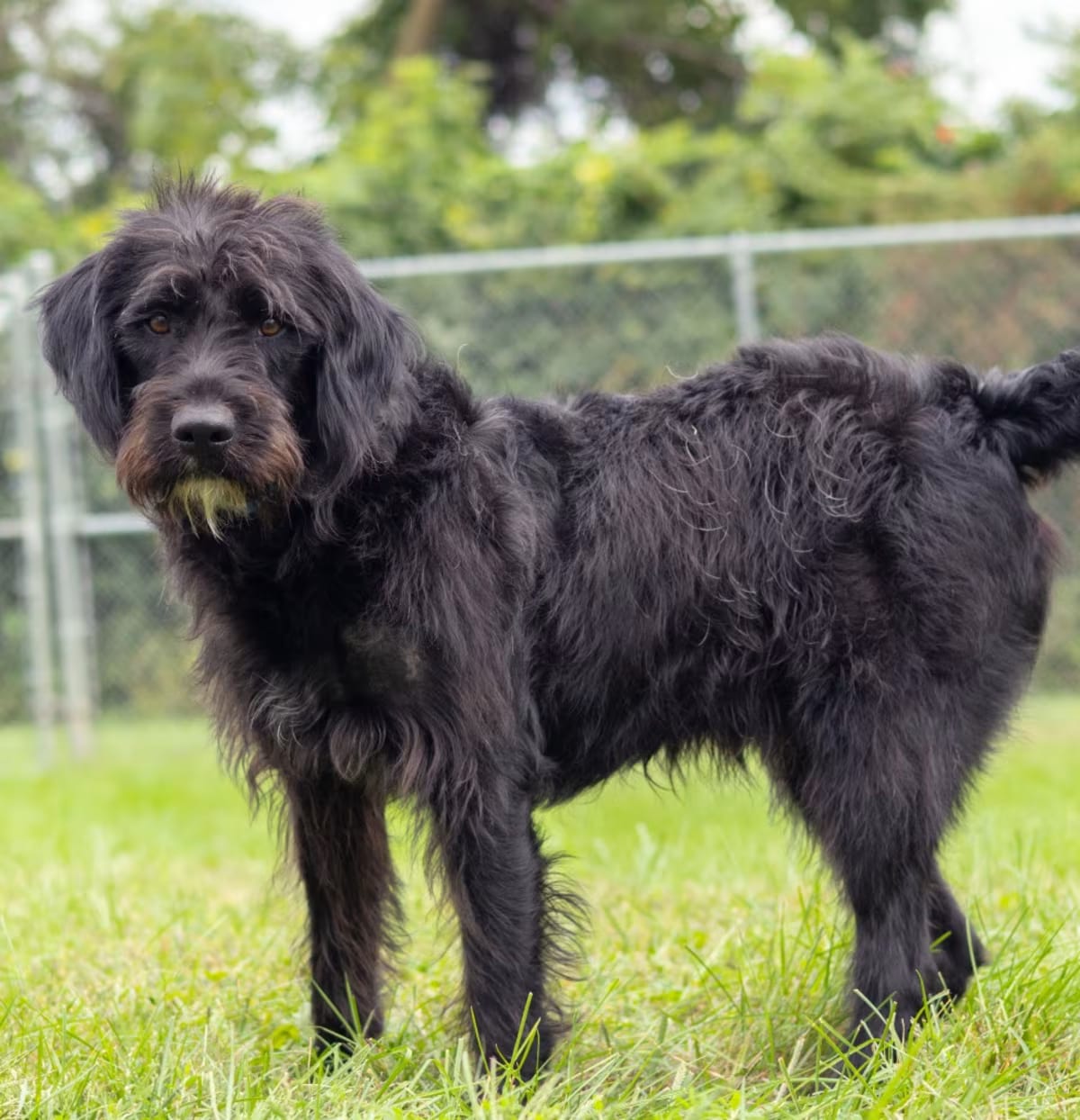 Photo of Go Lucky, adoptable Schnauzer (Giant) Mixed Breed (Medium) in Wilmington, Delaware