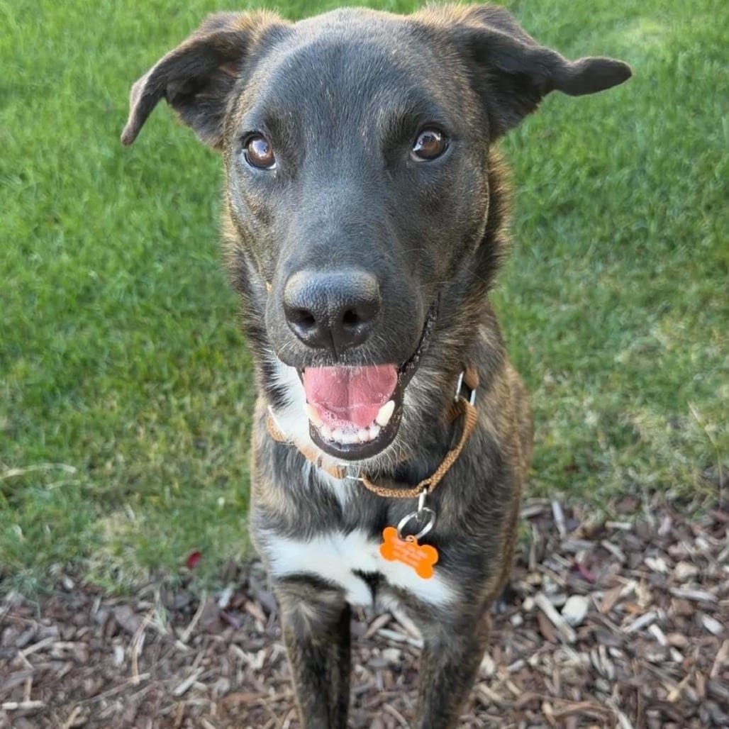 Photo of Terry, adoptable Mixed Breed (Medium) in Bend, Oregon