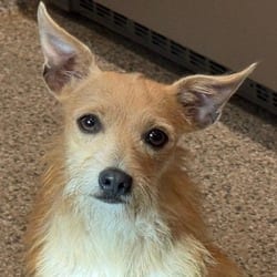 Photo of Pinky, adoptable Terrier (Unknown Type, Medium) Chihuahua in Hondo, Texas
