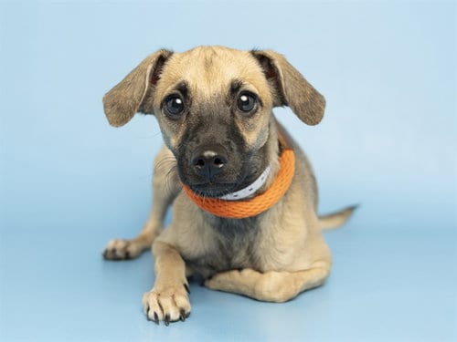 Photo of Baby Girl, adoptable Chihuahua in Phoenix, Arizona