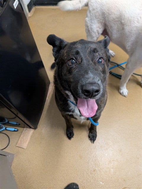 Photo of Draco, adoptable Dutch Shepherd in St Peters, Missouri