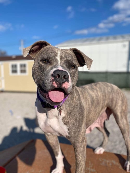 Photo of Christmas Carol, adoptable American Staffordshire Terrier in St. Peters, Missouri