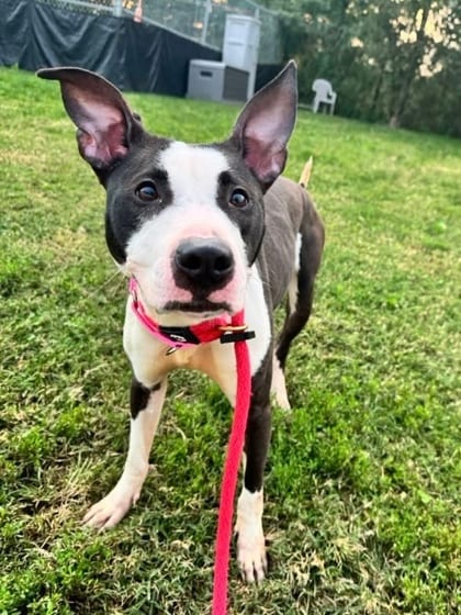Photo of Margie, adoptable dog in Baltimore, Maryland