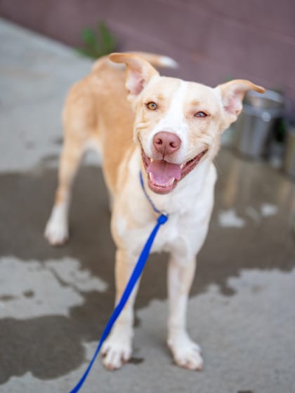 Photo of Pathfinder, adoptable dog in Chamblee, Georgia