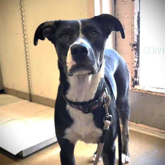 Photo of Phoebe, adoptable dog in San Antonio, Texas