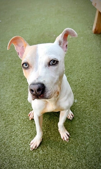 Photo of Tulip, adoptable dog in Atlanta, Georgia