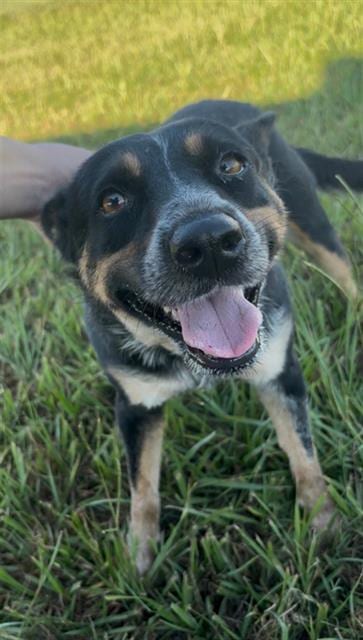 Photo of Shania, adoptable Australian Cattle Dog/Blue Heeler in Rosenberg, Texas