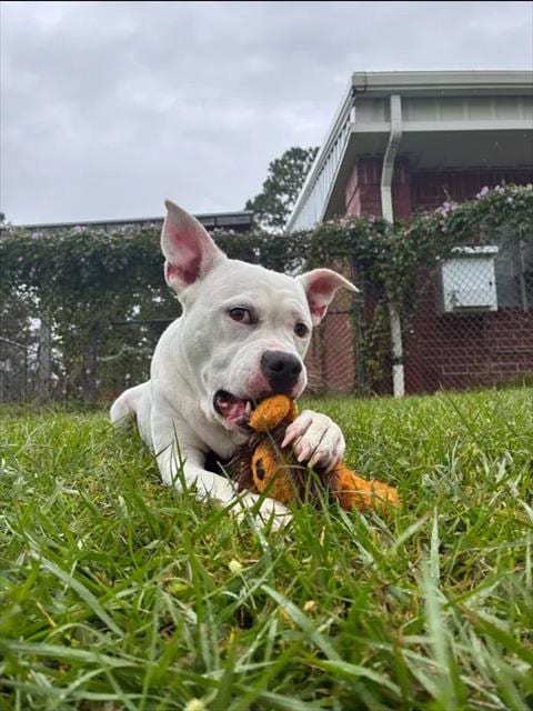 Photo of Charly, adoptable Boxer in Wilmington, North Carolina