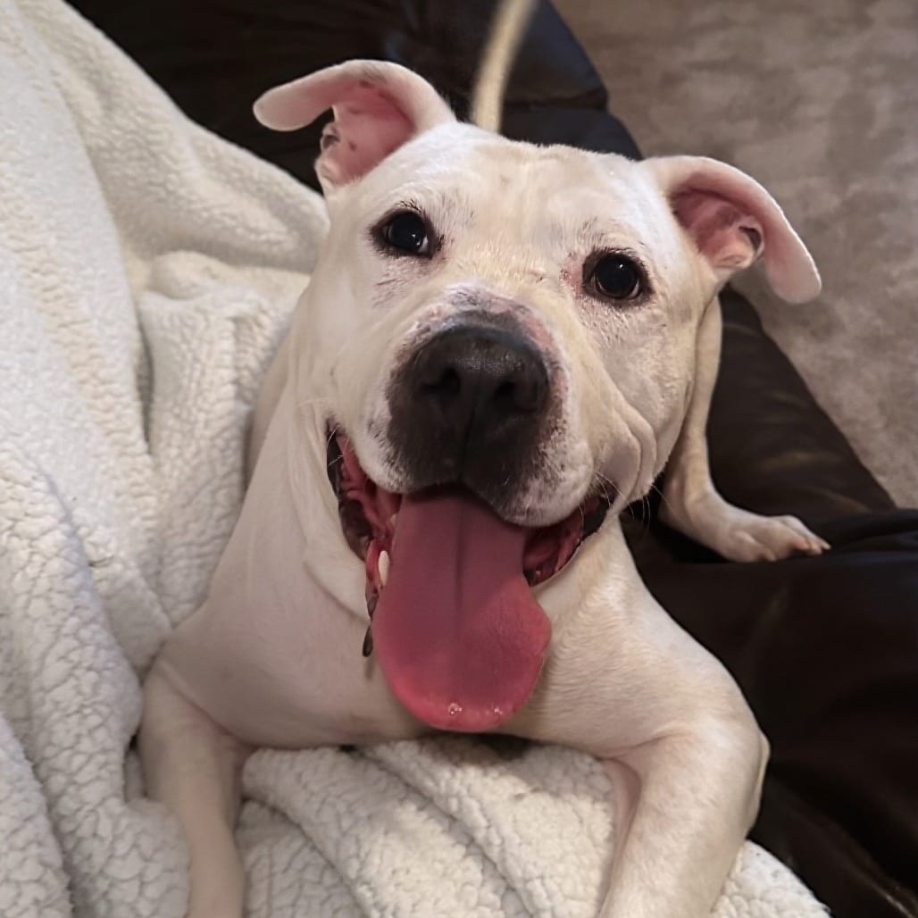 Photo of Biscuit, adoptable Terrier, American Staffordshire in San Antonio, Texas
