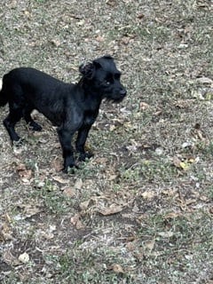 Photo of Poke, adoptable Dachshund in Humble, Texas