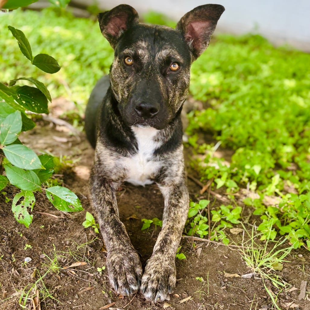 Photo of Rottie 26-05-053, adoptable Terrier, Pit Bull / Mixed Breed (Medium) in Bastrop, Texas