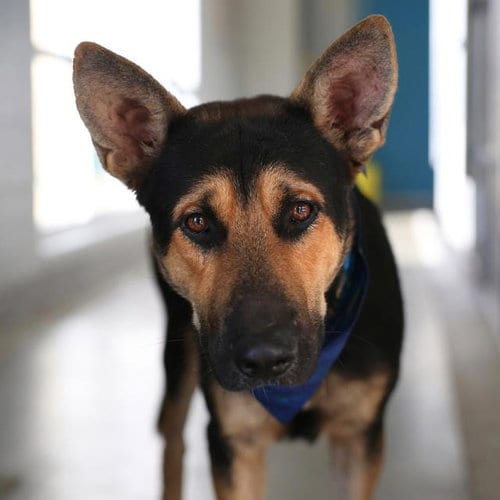 Photo of Buck, adoptable German Shepherd Dog in San Antonio, Texas