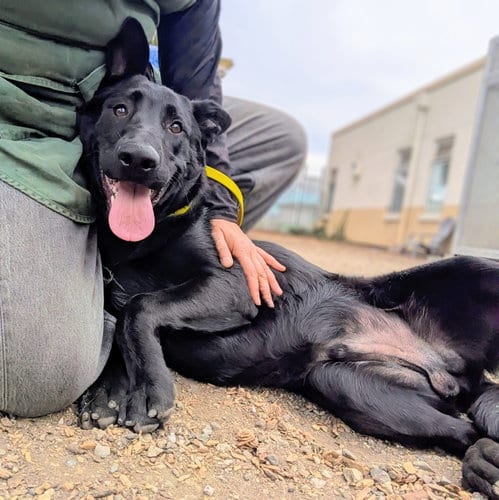 Photo of Carlos, adoptable German Shepherd Dog in Oakland, California