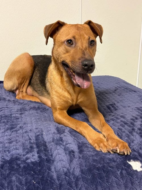 Photo of Rosemary, adoptable Hound in Sanford, Florida