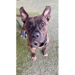 Photo of Taz, adoptable Terrier (Unknown Type, Medium) in Doral, Florida