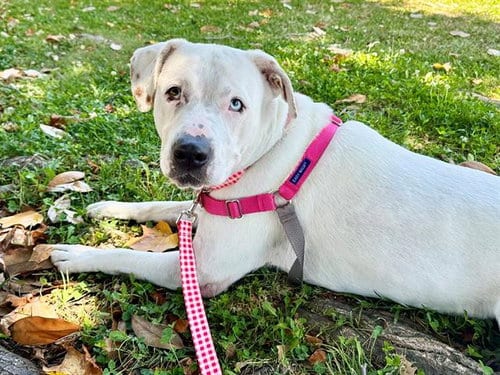 Photo of Mercy, adoptable Pit Bull Terrier in Santa Rosa, California