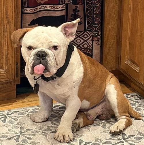 Photo of Bucky, adoptable English Bulldog in Evergreen, Colorado