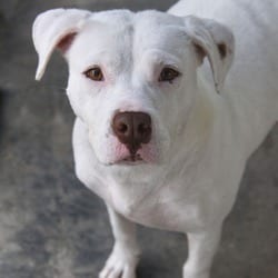 Photo of Eloise, adoptable Mixed Breed (Medium) in Columbus, North Carolina