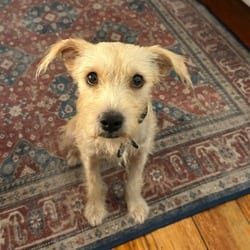 Photo of Cornmeal, adoptable Terrier (Unknown Type, Medium) in New York, New York