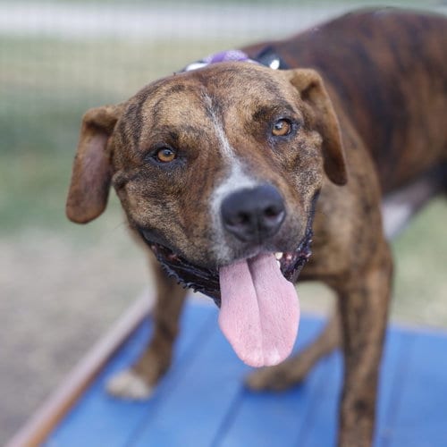 Photo of Nino, adoptable American Staffordshire Terrier in San Antonio, Texas