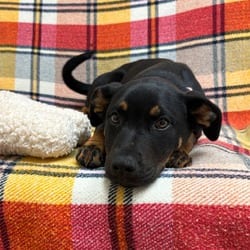 Photo of Jupiter, adoptable American Pit Bull Terrier in Santa Maria, California