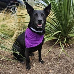 Photo of Chetty JuM, adoptable Labrador Retriever Shepherd (Unknown Type) in Hartford, Connecticut