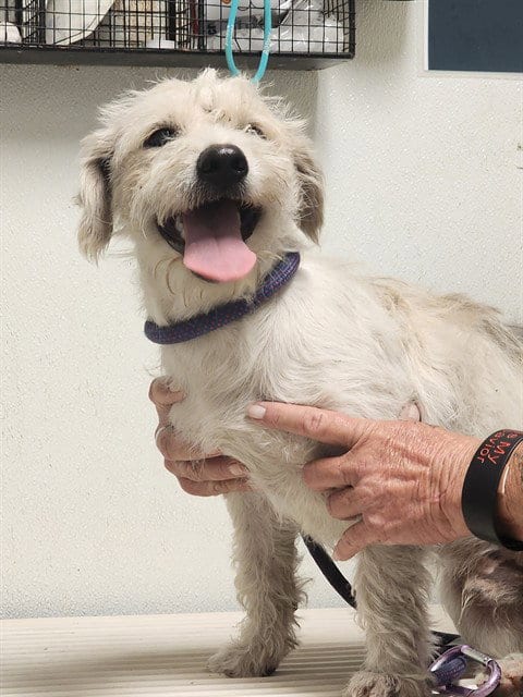 Photo of Lee, adoptable Parson Russell Terrier in Bakersfield, California