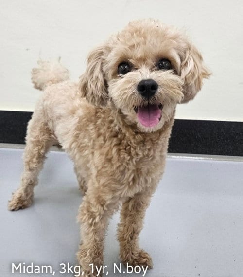 Photo of Midam, adoptable Poodle (Toy) in Agoura Hills, California