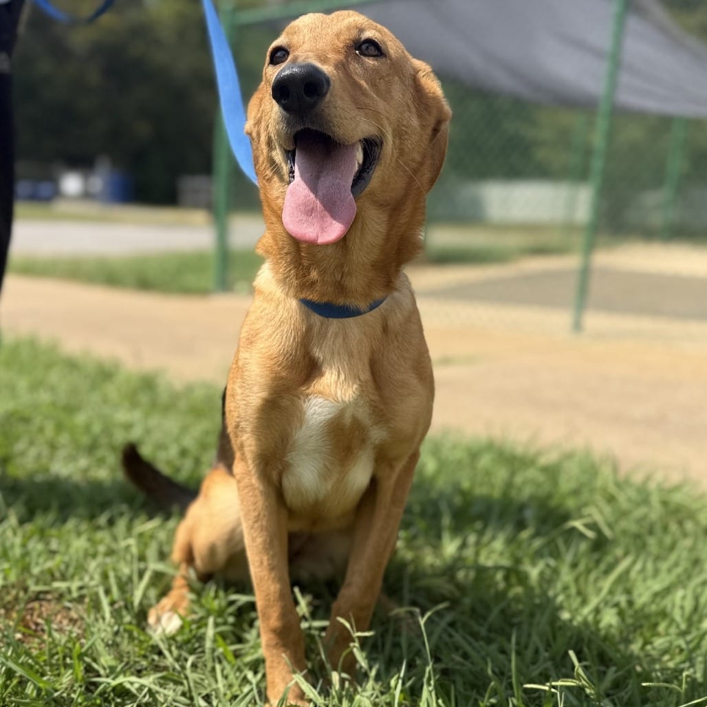 Photo of Queen, adoptable Mixed Breed (Medium) in Corinth, Mississippi