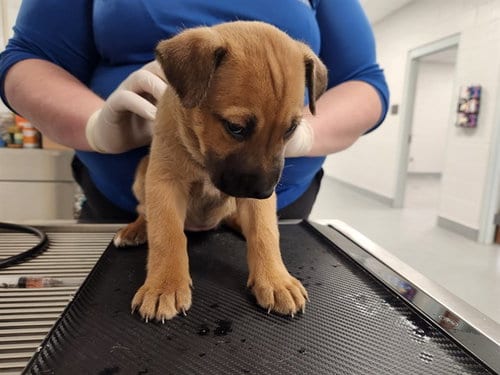 Photo of A391149, adoptable German Shepherd Dog in Ocala, Florida