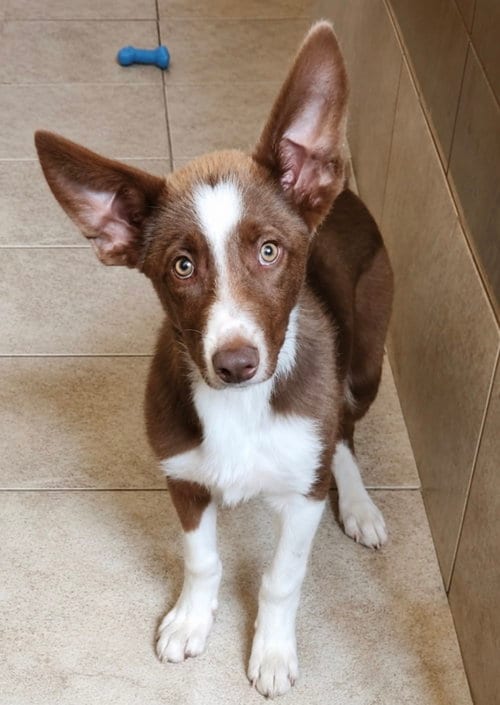 Photo of Scout, adoptable Border Collie in Clinton, Oklahoma