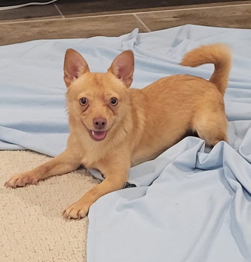 Photo of JJ, adoptable Chihuahua in Davis, California