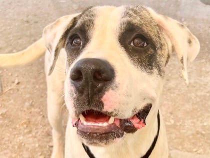 Photo of Reno, adoptable dog in Georgetown, Texas