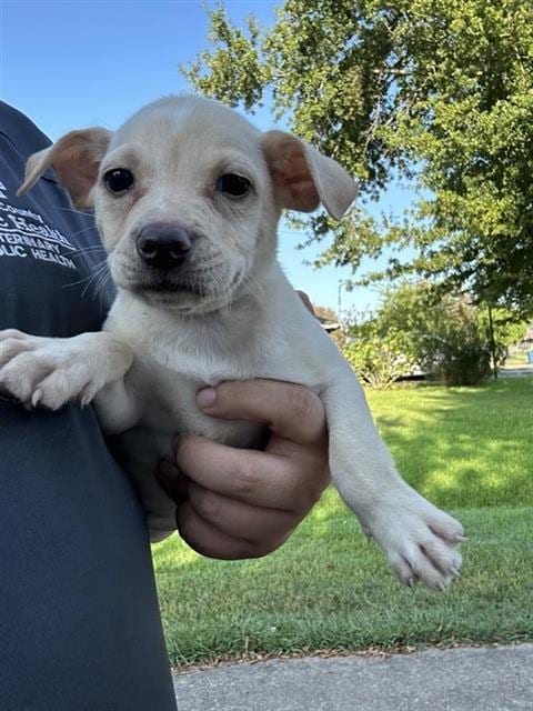 Photo of A661931, adoptable Labrador Retriever in Houston, Texas