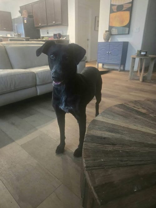 Photo of Violet, adoptable Labrador Retriever in San Diego, California
