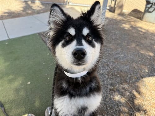 Photo of Feather, adoptable Alaskan Klee Kai in Phoenix, Arizona