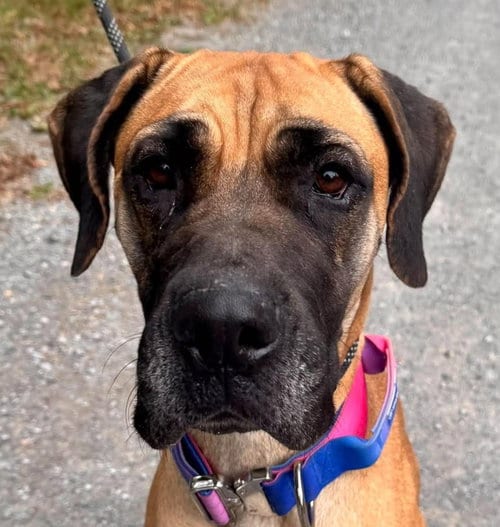 Photo of Dixie, adoptable Great Dane in Waverly, Tennessee