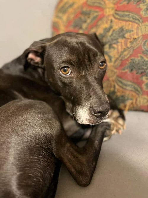 Photo of Pudge, adoptable American Staffordshire Terrier in Holly Springs, North Carolina