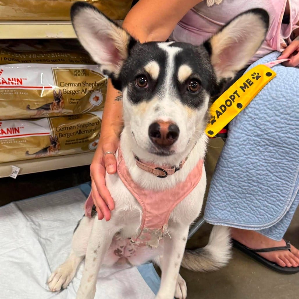 Photo of Bramble, adoptable Mixed Breed (Medium) in Buffalo, Minnesota