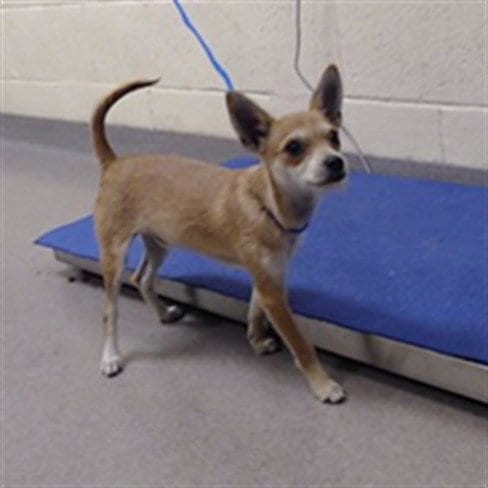 Photo of Doby, adoptable Chihuahua in Denver, Colorado