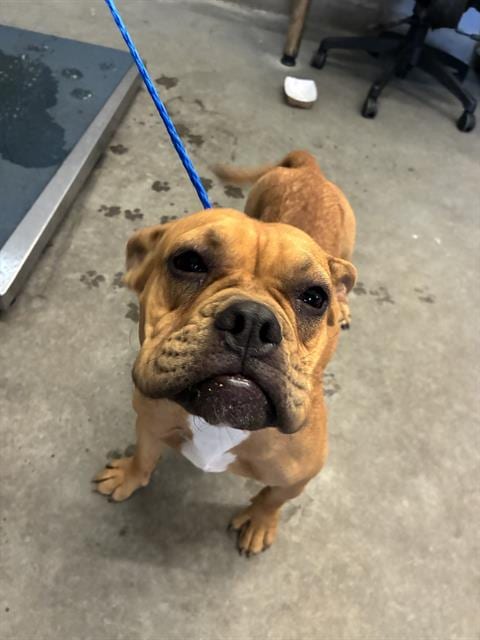 Photo of A889151, adoptable Bulldog in Camarillo, California